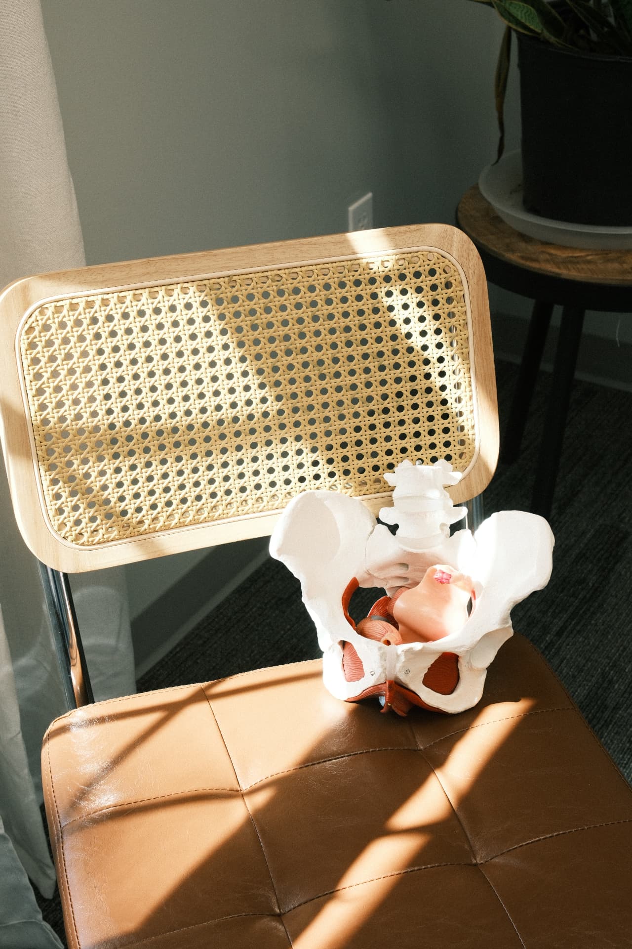 An anatomical pelvic model resting on a cognac leather and woven cane chair in soft daylight