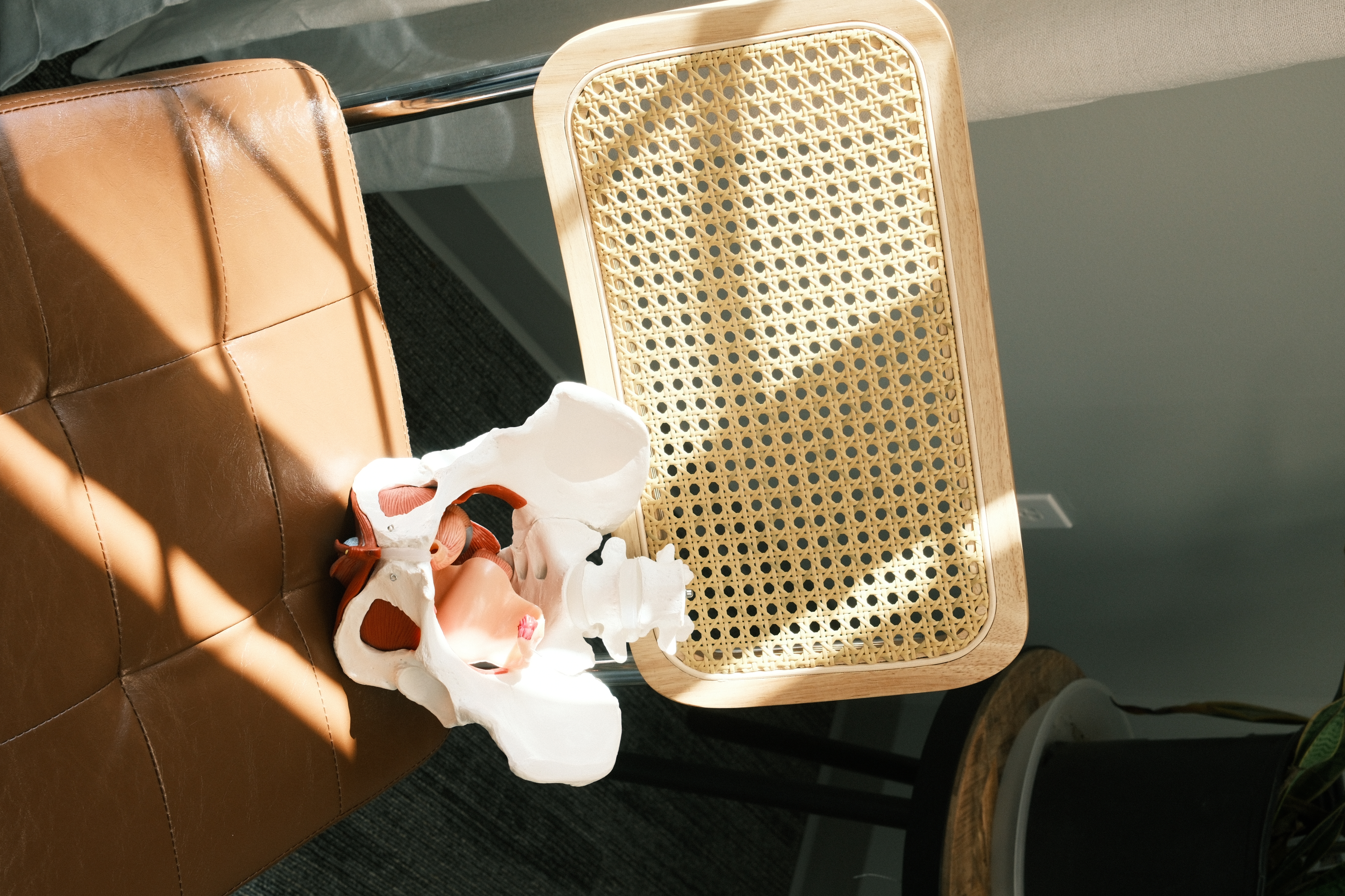 An anatomical pelvis model on the studio's leather chair, used to explain pelvic floor function